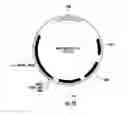 Fig. 10 - Microorganisms for biosynthesis of limonene on gaseous substrates