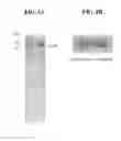 Fig. 06 - METHODS AND COMPOSITIONS FOR ENHANCED PRODUCTION OF FATTY ALDEHYDES AND FATTY ALCOHOLS