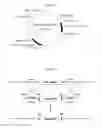 Fig. 19 - Means and methods for itaconic acid production