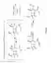 Fig. 12 - CELL-FREE PREPARATION OF CARBAPENEMS