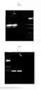 Fig. 02 - PCR primers and methods thereof for the identification of bacillus coagulans