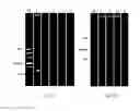 Fig. 04 - Isothermal nucleic acid amplification reactor with integrated solid state membrane