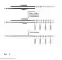Fig. 07 - DNA SEQUENCING BY NANOPORE USING MODIFIED NUCLEOTIDES