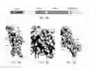 Fig. 05 - Methods for diagnosing and assessing risk of developing glomerulosclerosis