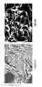 Fig. 15 - Castable high-temperature Ce-modified Al alloys