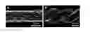 Fig. 01 - Fabrication and application of nanofiber ribbons and sheets and twisted and non-twisted nanofiber yarns