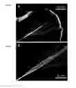 Fig. 03 - Fabrication and application of nanofiber ribbons and sheets and twisted and non-twisted nanofiber yarns