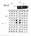 Fig. 04 - Method for detecting small molecule analytes using magnetoresistant sensors