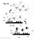 Fig. 07 - Method for detecting small molecule analytes using magnetoresistant sensors
