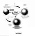 Fig. 08 - Analyte Detection with Multiple Substrates