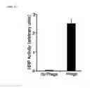 Fig. 14 - Polymer Viral Compositions