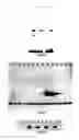 Fig. 12 - Covalent tethering of functional groups to proteins and substrates therefor