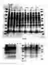 Fig. 23 - Covalent tethering of functional groups to proteins and substrates therefor