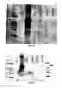 Fig. 24 - Covalent tethering of functional groups to proteins and substrates therefor