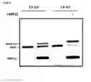 Fig. 09 - Methods and reagents for analyzing protein-protein interfaces