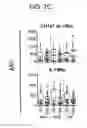 Fig. 09 - Method for diagnosing fibromyalgia syndrome, and kit therefor