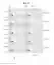 Fig. 12 - Liquid crystal display