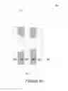 Fig. 08 - Fabrication of low defectivity electrochromic devices