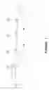 Fig. 04 - Self-organized solid-state synthetic neuronal structure