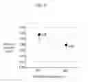 Fig. 10 - ORGANIC LIGHT EMITTING DIODE DISPLAY
