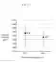 Fig. 12 - ORGANIC LIGHT EMITTING DIODE DISPLAY
