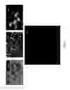 Fig. 08 - Light emitting diode devices with zinc oxide layer