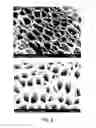 Fig. 08 - Method of preparing minute carbonized cellulose and method of preparing catalyst support using the same