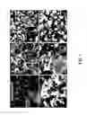 Fig. 09 - NON-PRECIOUS FUEL CELL CATALYSTS COMPRISING POLYANILINE