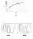 Fig. 06 - Determination of a spatial distribution of the catalytic activity of an electrochemical-cell electrode