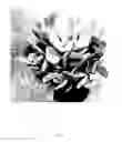 Fig. 02 - Cotyledon hybrid named 'Mint Truffles'