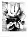 Fig. 03 - Cotyledon hybrid named 'Mint Truffles'