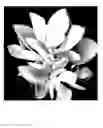 Fig. 04 - Cotyledon hybrid named 'Mint Truffles'