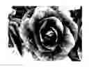 Fig. 01 - Lettuce varieties ‘Tuolomne’, ‘Rainier’ and ‘E01G70048’