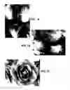 Fig. 02 - Lettuce varieties ‘Tuolomne’, ‘Rainier’ and ‘E01G70048’