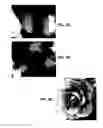 Fig. 04 - Lettuce varieties ‘Tuolomne’, ‘Rainier’ and ‘E01G70048’