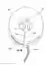 Fig. 06 - Recovery pet collar
