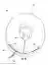 Fig. 07 - Recovery pet collar