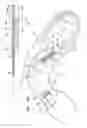 Fig. 43 - FLEXIBLE ENDOSCOPE SYSTEM AND FUNCTIONALITY