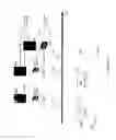 Fig. 04 - Multimodal transcranial brain optical imaging