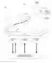Fig. 01 - Device and method for the geometric determination of electrical dipole densities on the cardiac wall