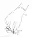 Fig. 01 - Biopsy specimen carrier