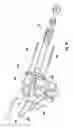 Fig. 19 - Anterior cervical distractor system and technique