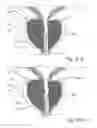 Fig. 53 - Devices, systems and methods for treating benign prostatic hyperplasia and other conditions