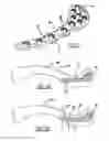 Fig. 03 - CLAVICLE BENDING TEMPLATES