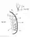 Fig. 15 - IMPRESSION TRAY, AND METHOD FOR CAPTURING STRUCTURES, ARRANGEMENTS OR SHAPES, IN PARTICULAR IN THE MOUTH OR HUMAN BODY