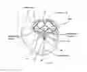 Fig. 08 - Mitral valve assembly