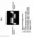 Fig. 07 - METHODS OF INHIBITING, PROTECTING AGAINST, OR TREATING UVR-INDUCED SKIN DAMAGE