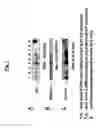 Fig. 08 - METHODS OF INHIBITING, PROTECTING AGAINST, OR TREATING UVR-INDUCED SKIN DAMAGE