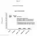 Fig. 30 - TOPICAL NANOEMULSION THERAPY FOR WOUNDS