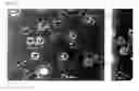 Fig. 50 - Crosslinked particles
